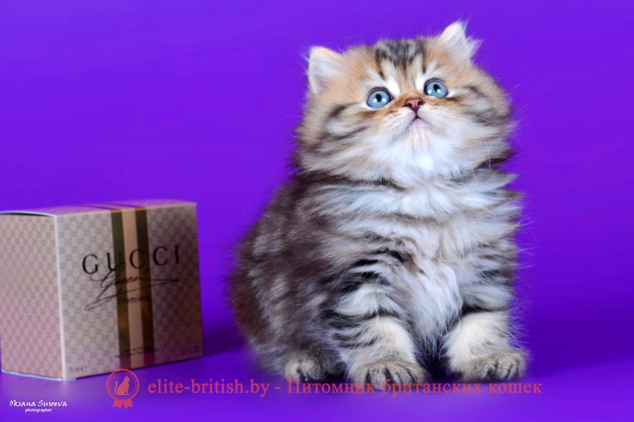 Британский котенок золотого мраморного окраса, длинношерстный, помет 7.02.2018
