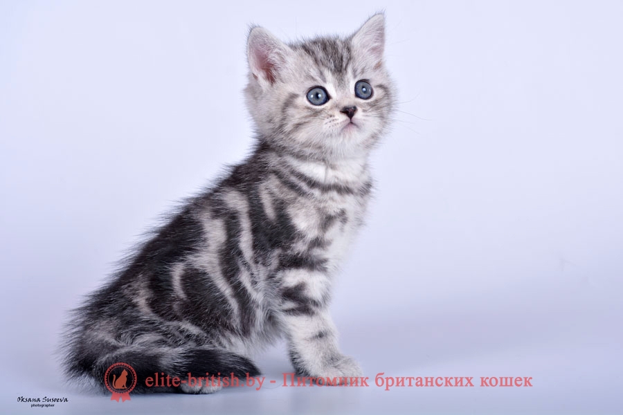 Британский котенок серебристого мраморного окраса Milkyway , помет 7.02.2018