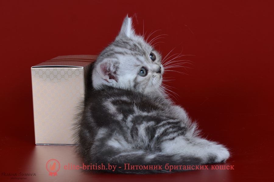 Британский котенок серебристого мраморного окраса Milkyway , помет 7.02.2018
