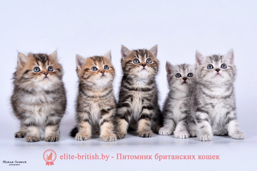 Элитные британские котята золотой и серебристый мрамор, помет от 07.02.2018