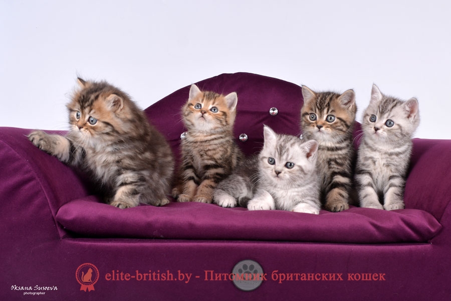 Британский котенок золотого мраморного окраса Marsel, помет 7.02.2018