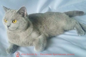 Британская кошка голубого окраса Cappuchino Grey Sharm*BY (BRI a)