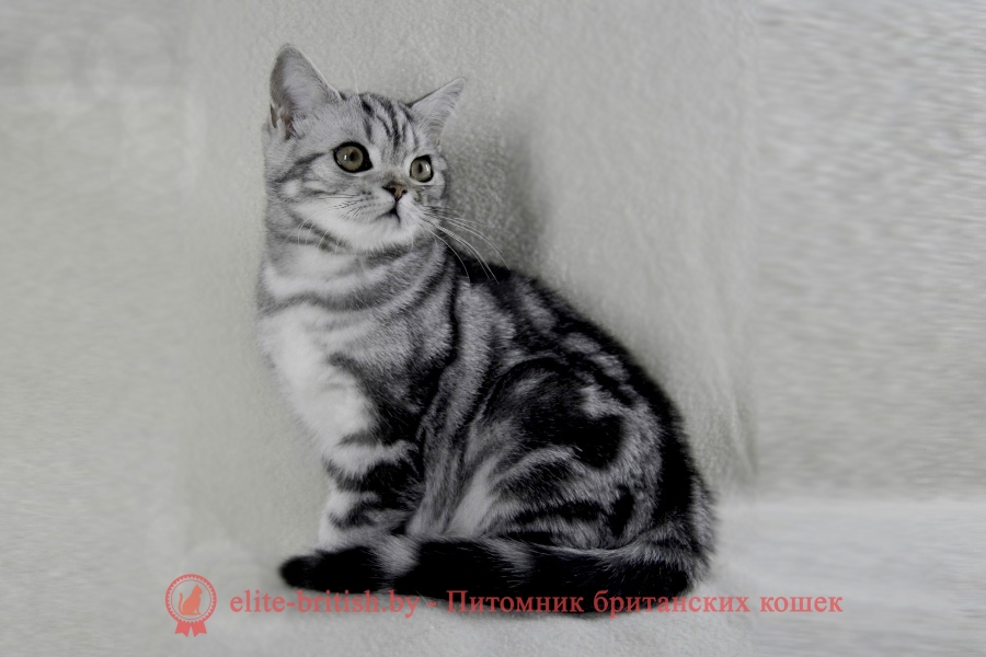 Британский котенок серебристого мраморного окраса Gucci Irabell*BY (Гуччи)