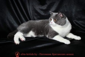 Британский кот голубой биколор CH. Iskander Niagara Gold (BRI a 03)