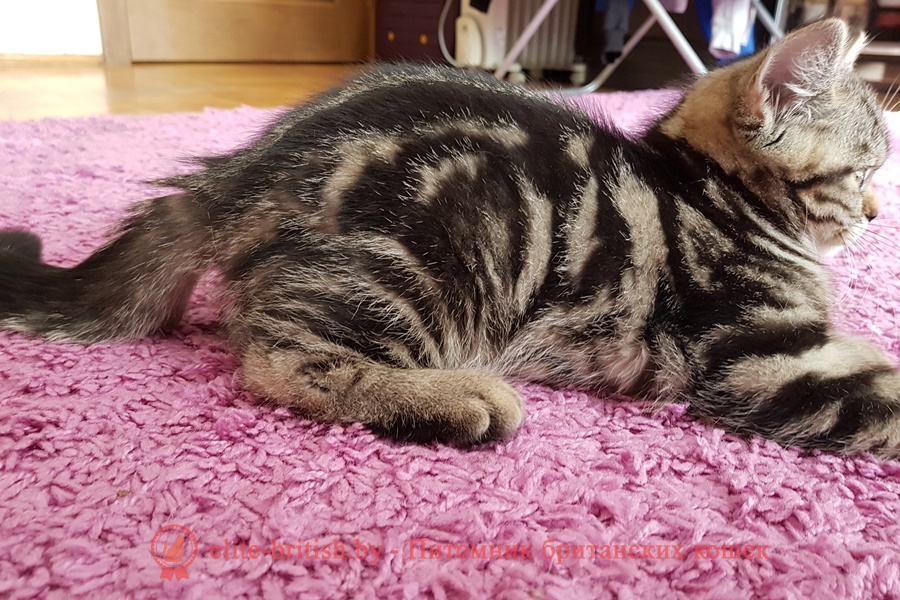 Британский котенок мраморного окраса Marchello, помет 7.02.2018