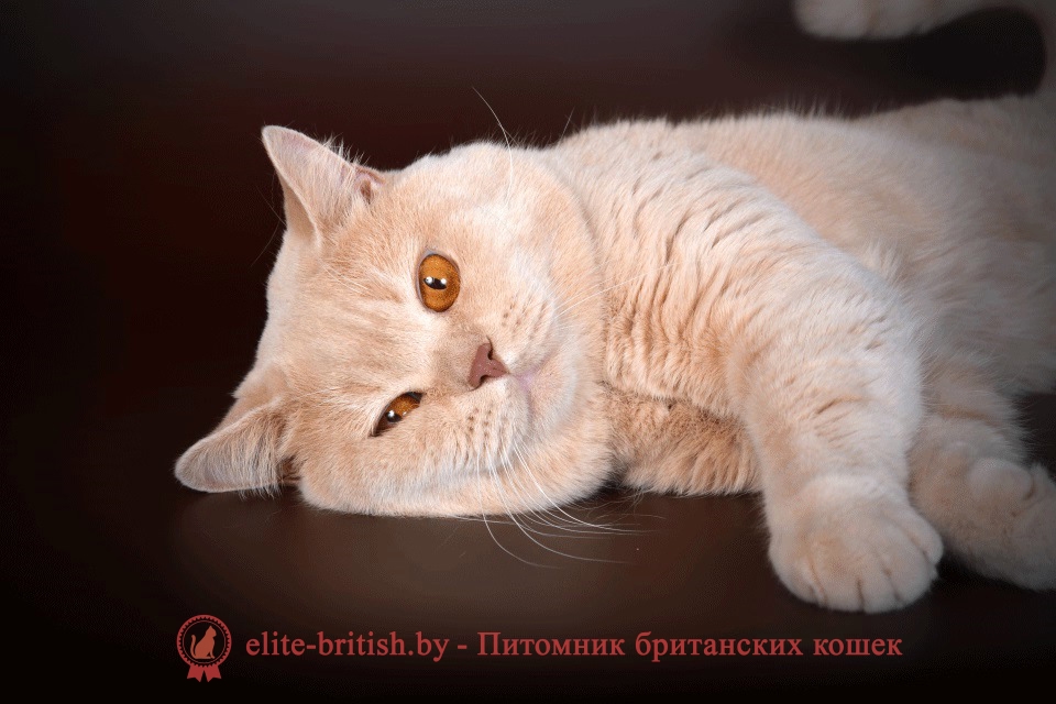  бежевые британцы, бежевый британец фото, кошки британские бежевые, бежевые британские коты, британские котята кремовые фото, британские кремовые коты фото, кремовый британец фото, британские котята кремового окраса фото, британец персикового цвета фото, британские котята персиковые фото, британские персиковые котята, британец персиковый, британец персиковый фото, британцы персикового окраса, британские котята кремового окраса, кремовый окрас британских кошек, британцы кремового окраса, британский кот кремового окраса, британская кошка кремовый окрас фото, британские котята кремового окраса фото