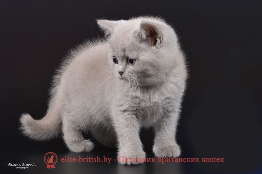 Британский лиловый котенок Eclair (Эклер), помет 14.12.2017