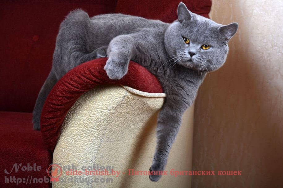 Вязка британского кота голубого окраса