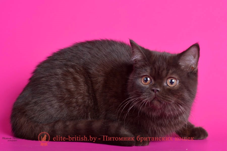 Шоколадный однотонный британский котенок Каталина