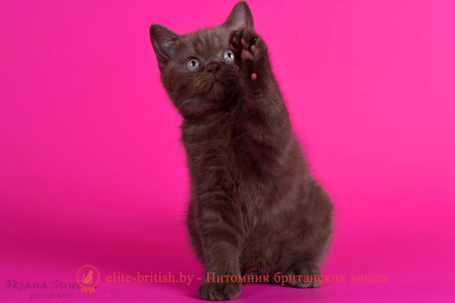 Британский котенок шоколадного окраса Айсман, помет 17.01.2018