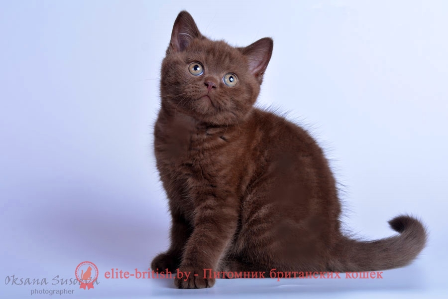 Британский котенок шоколадного окраса Айсман, помет 17.01.2018