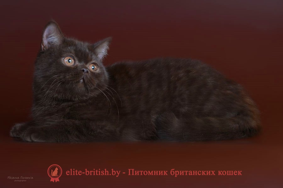 Шоколадный однотонный британский котенок Каталина