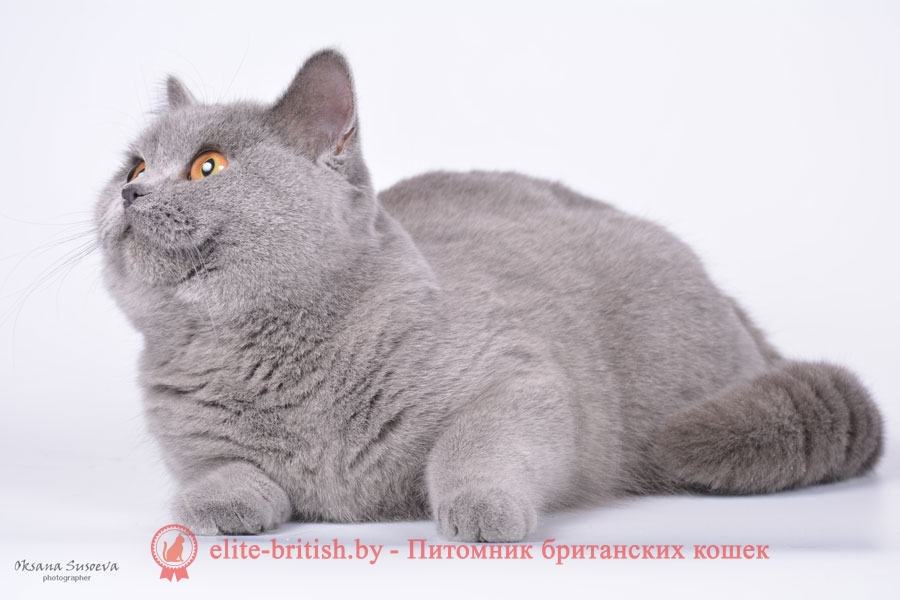  британец голубой фото, голубые британцы фото, британский кошки голубой, британская голубая кошка, британская голубая кошка фото, британской голубой кошки фото, кот британский голубой, коты британские голубые, голубые британские котята фото, британский голубой котенок фото, британский голубой кот фото, фото британского голубого кота, окрас британских котят голубой фото, британские котята голубого окраса фото, британцы коты фото голубые, кот голубой британец фото, британский голубой котенок, британские голубые котята, британская вислоухая кошка фото голубая, британская голубая кошка фото цена, голубые британцы, голубой британец, британский голубой вислоухий кот, британский голубой вислоухий кот фото, британские голубые вислоухие коты фото, голубые британцы вислоухие, голубой вислоухий британец, британские коты голубого окраса фото, котенок британец голубой фото, котята голубые британцы фото, британский кот голубого окраса, голубой британец цена, голубые британцы цена, британец короткошерстный голубой, британские голубые кошки цена, кошка британская голубая характер, британская голубая короткошерстная кошка фото, британский голубой котенок цена, британские голубые котята цена, голубые вислоухие британские котята фото, коты голубые британцы, кот британец голубой, британец голубого окраса, голубой окрас британцев, британцы с голубыми глазами фото, кот британец голубой цена, британская кошка голубого окраса, голубой окрас британских кошек, британский голубой короткошерстный кот, голубые британские коты цена, британский голубой кот цена, британский голубой котенок купить, купить голубого британского котенка, британские котята голубой окрас, британский котенок голубого окраса, британский вислоухий голубой котенок, британские вислоухие голубые котята, британские котята короткошерстные голубые, как назвать британского голубого котенка, купить котенка британского вислоухого голубого, британец с голубыми глазами, британец голубой мрамор, вислоухие голубые британцы фото, кошки голубой британец фото, голубой вислоухий британец фото, сколько стоит голубой британец, фото кошек голубых британцев, голубой биколор британец, кошка британская голубая вислоухая, британская голубая кошка питомник, кошки британские голубые купить, британская короткошерстная голубая кошка, британская голубая кошка уход, порода кошек голубая британская, порода кошек британский голубой, британская кошка голубого окраса фото, как назвать голубую британскую кошку, британский с голубыми глазами кот, британские котята с голубыми глазами, британские голубые котята питомник, котята британские плюшевые голубые, британские серо голубые котята, британские котята голубого окраса купить, котята голубого британца, котенок голубой британец, купить голубого британца, голубой британец купить, голубой британец котенок купить, купить котенка британца голубого, британцы голубого окраса фото, серо голубой британец, голубой плюшевый британец, порода кошек британец голубой, как назвать серого британца, серый британец фото, британские котята серые фото, серый британский кот фото, британский серый котенок, британец серый, котенок серый британец, британец вислоухий серый фото, серый британский кот, серые британцы коты, британцы серые вислоухие, британец серый кот фото
