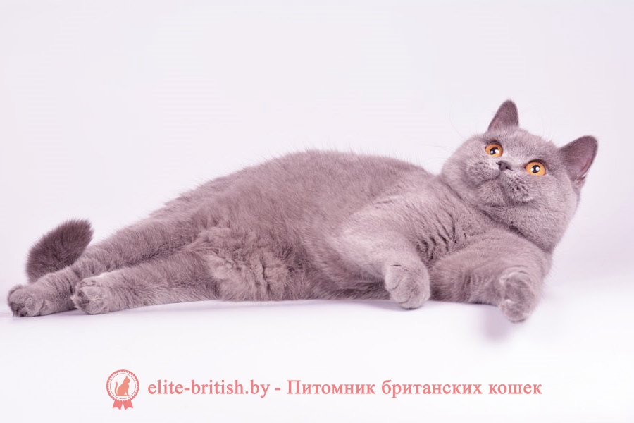  лиловый британец,  британец лиловый фото, фото лиловых британцев, британский лиловый котенок,  британские коты лилового окраса фото, фото лиловых британских котят,  британские котята фото лиловые, британская кошка фото лиловая, фото лиловой британской кошки, британские котята лилового окраса фото, лиловая британская кошка, британский лиловый кот фото, британские котята лилового окраса, лиловый окрас британских кошек фото, лиловый британский кот, кот британец лиловый фото, лиловый окрас британских кошек, британцы лилового окраса, британец лилового цвета, британец лилового окраса фото, лиловые британцы вислоухие фото, британская короткошерстная кошка лиловая, лиловый цвет британских кошек, британская лиловая кошка характер, британские котята лилового цвета, британские вислоухие котята фото лиловые, котята британцы лиловые фото, британский кот лилового окраса, британский вислоухий кот лиловый, британские котята лиловые купить, британские лиловые котята цена, купить лилового британца, лиловые британцы котята, британцы коты лиловые, британцы лилак поинт, британцы вислоухие лиловые