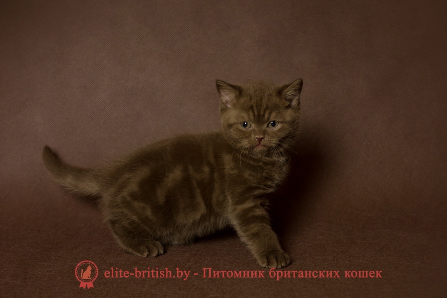Британские котята шоколадного окраса, помет 17.01.2018