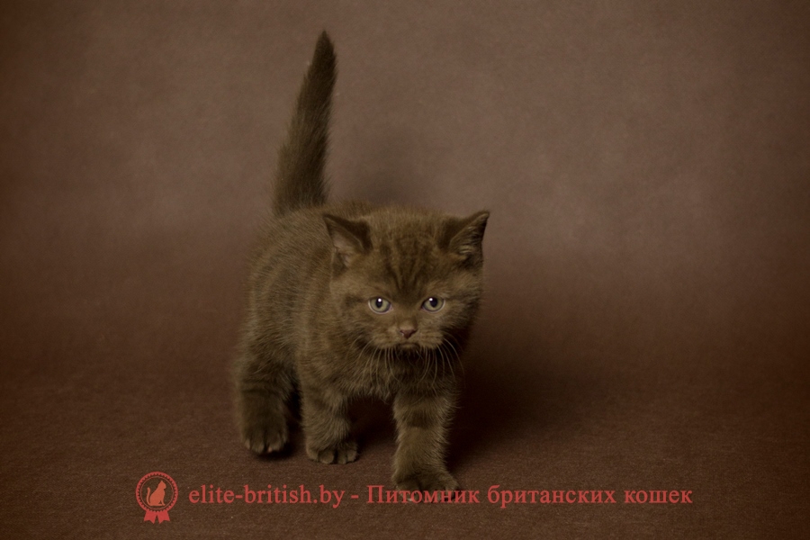 Британские котята шоколадного окраса, помет 17.01.2018