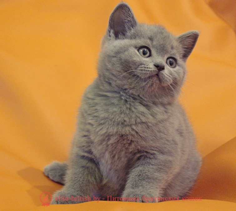 Британские котята девочки, голубого окраса, помет от 24.01.2018