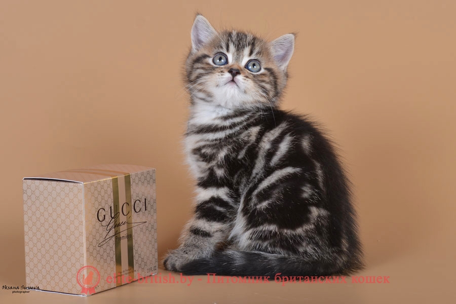 Британский котенок мраморного окраса Marchello, помет 7.02.2018