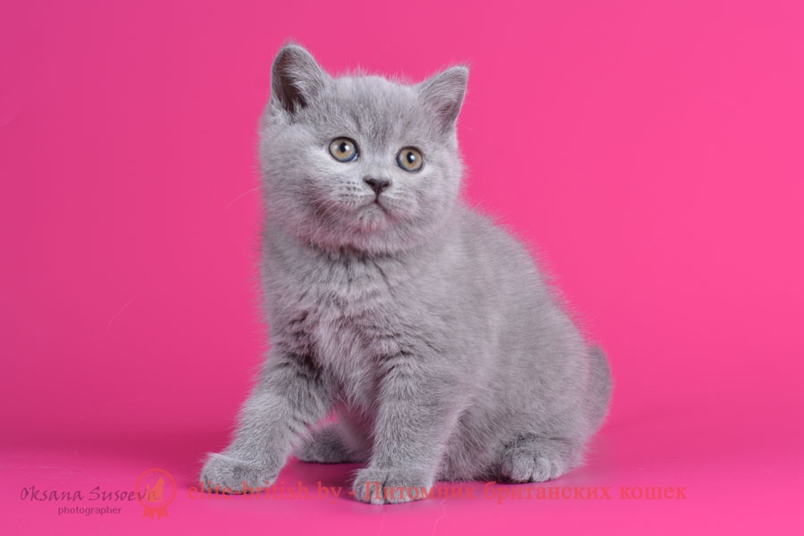 Британский котенок Сфинкс, голубого окраса, помет от 24.01.2018