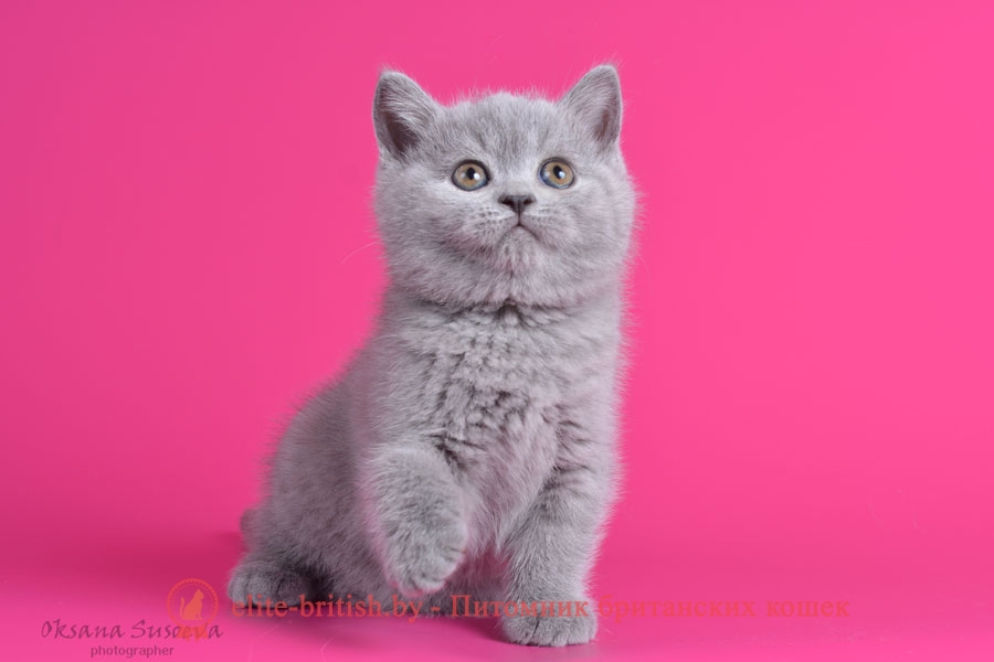 Британский котенок Сфинкс, голубого окраса, помет от 24.01.2018