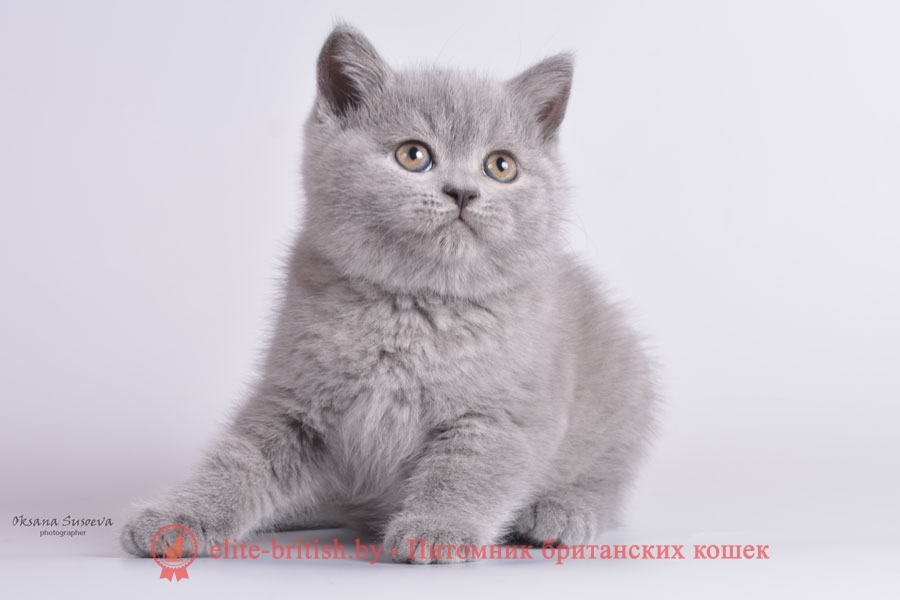 Британский котенок Сильвер, голубого окраса, помет от 24.01.2018