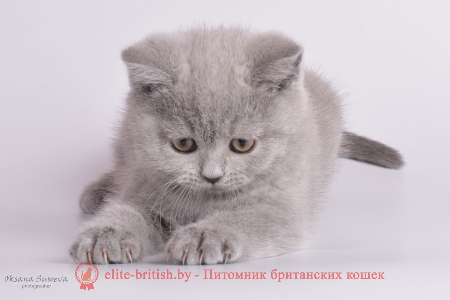 Британский котенок Сильвер, голубого окраса, помет от 24.01.2018
