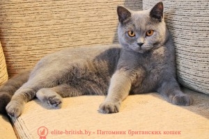 Британская кошка Y-Beatrice MK (BRI a)