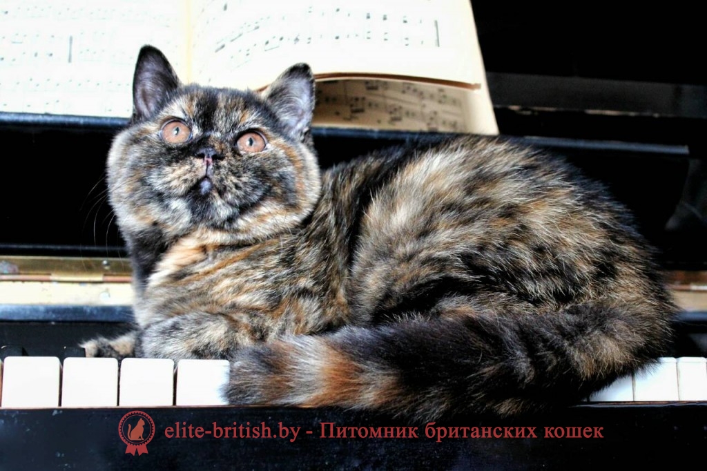 Британский котенок черного черепахового окраса Тайра