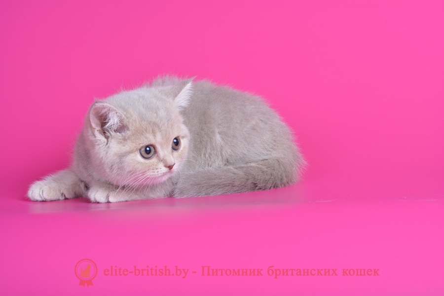 Британский котенок лилового пятнистого окраса