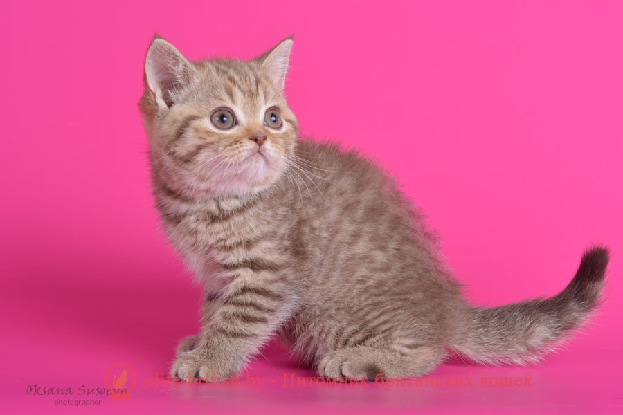 Британский котенок шоколадного пятнистого окраса