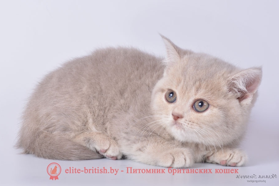 Британские котята, девочки лилового пятнистого и мраморного окраса
