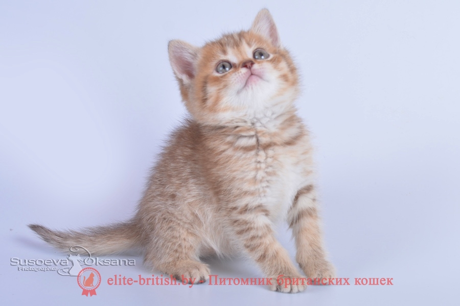 Британские котята шоколадного пятнистого окраса, помет от 7.03.2018