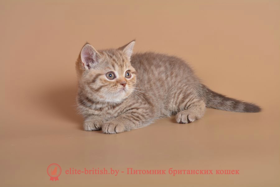 Британский котенок шоколадного пятнистого окраса