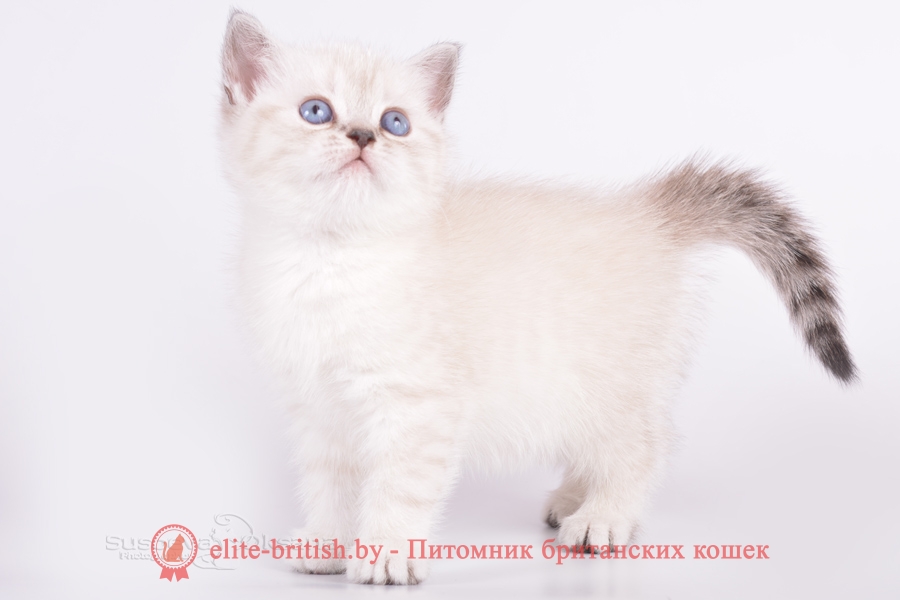 Британский котенок черный табби пойнт с голубыми глазами Lizy