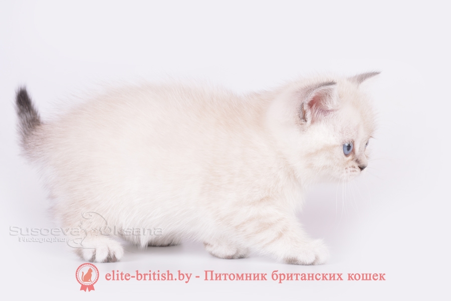 Британский котенок черный табби пойнт с голубыми глазами Lizy