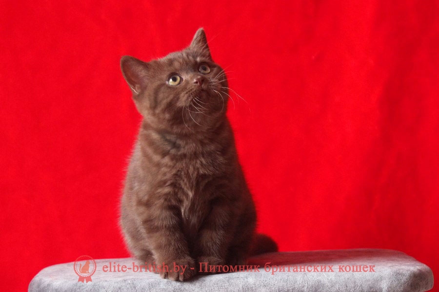 Британские котята шоколадного окраса Iraklion (Ираклион), помет 17.01.2018