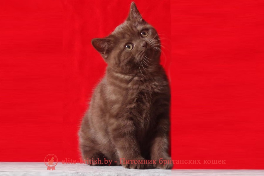 Британские котята шоколадного окраса Iraklion (Ираклион), помет 17.01.2018