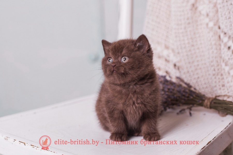 Британский котенок шоколадного окраса Адам, помет «A» BellaJes от 06.04.2018г