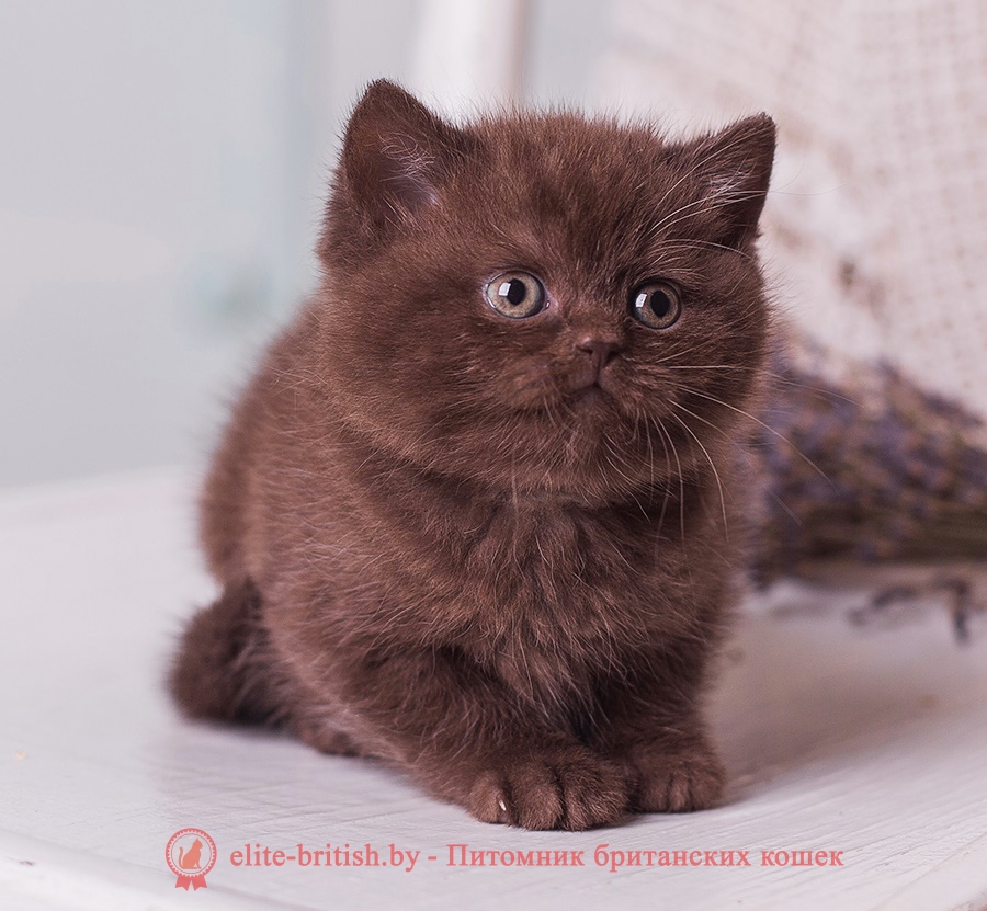 Британские котята шоколадного однотонного и мраморного окраса, помет "М" от 06.04.2018г