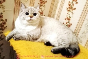 Британская кошка золотой пойнт СH. Dolly Star Sofi (BRI ny 11 33)