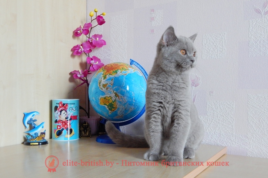 Британский котенок лилового окраса Quartz