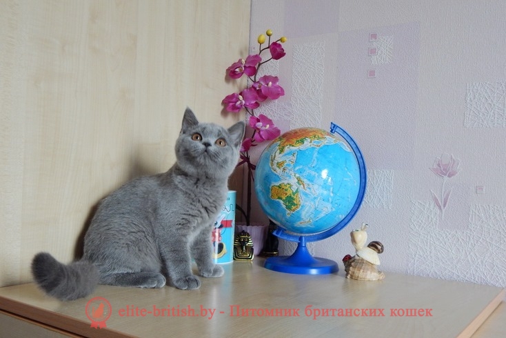 Британский котенок голубого окраса Quincy