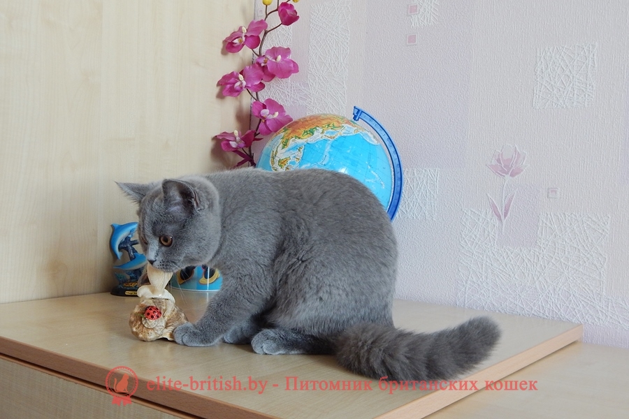 Британский котенок голубого окраса Quincy