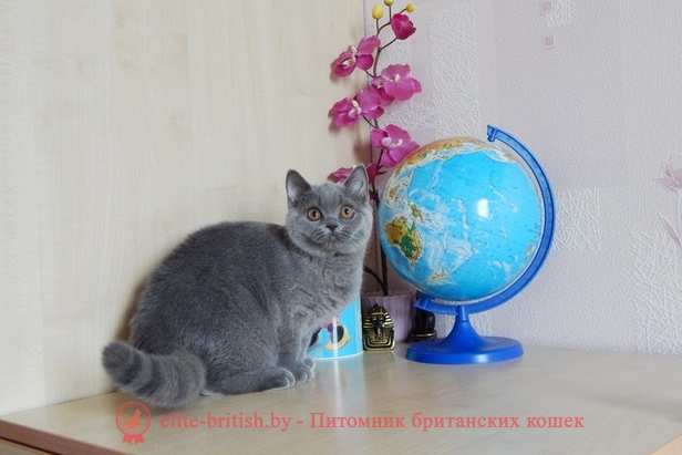 Британский котенок голубого окраса Quirina