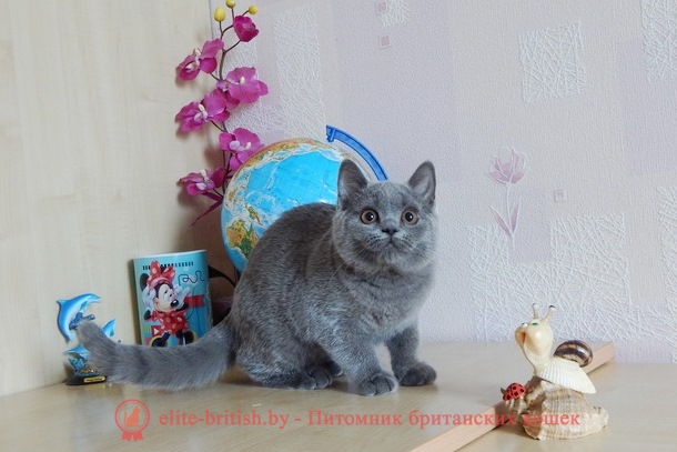 Британский котенок голубого окраса Questa