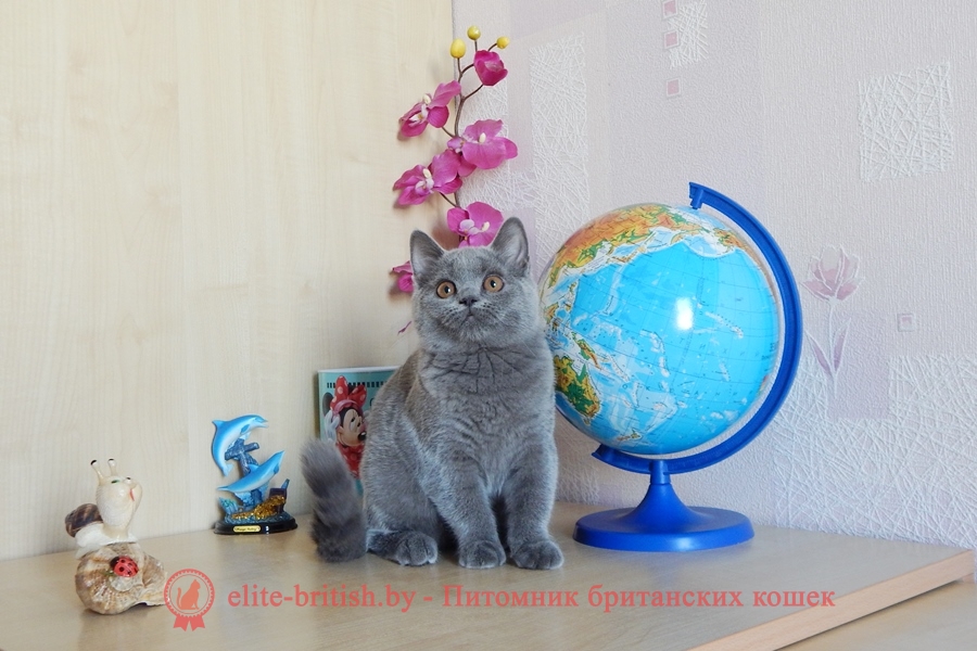 Британский котенок голубого окраса Questa