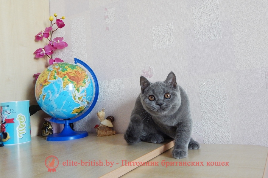 Британский котенок голубого окраса QuеIIe