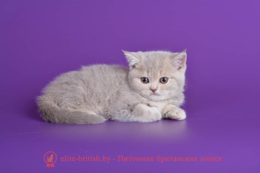 Британский котенок, мальчик Улрих лилового пятнистого окраса