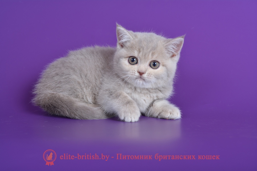 Британский котенок, мальчик Улрих лилового пятнистого окраса