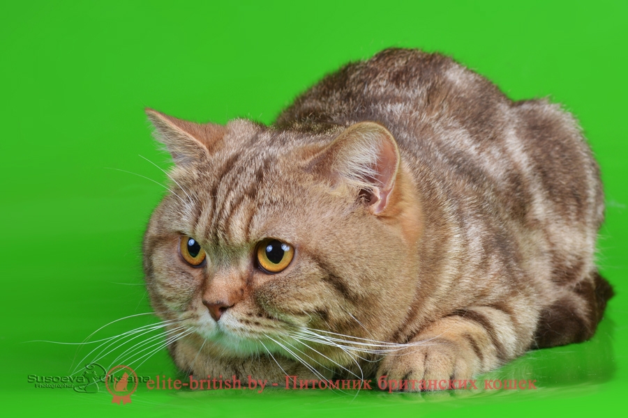 Вязка британского кота шоколадного мраморного CH. RAIDON АIRIS